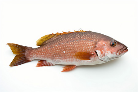 白色背景的石斑鱼背景图片