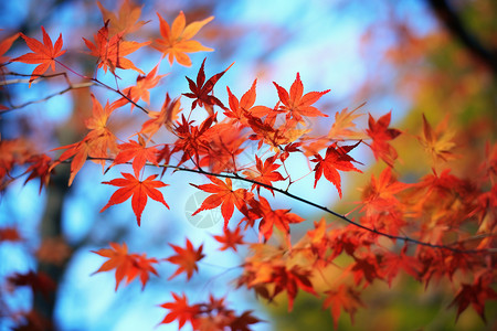 秋天的枫叶背景图片