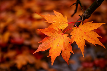 秋天枫林秋天的树枝背景
