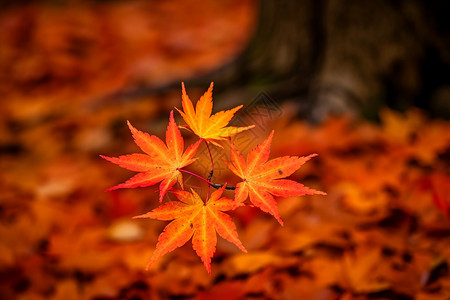 深秋的树叶图片
