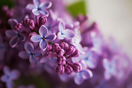 一枝丁香花丁香花特写镜头高清图片