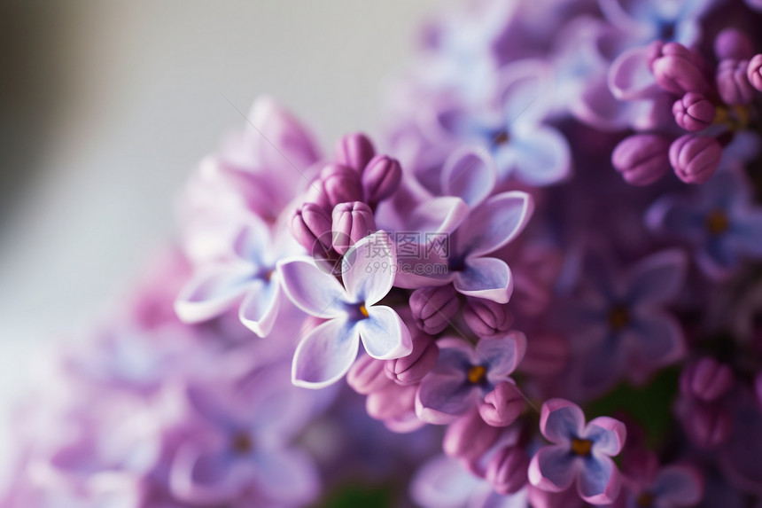 一串小紫花图片