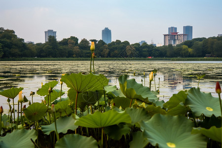 玄武湖中的残莲背景