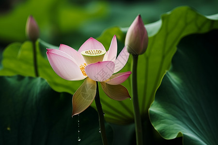 荷花莲花花瓣图片