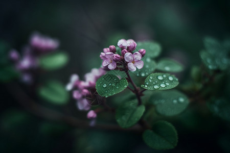 分支素材枝头的丁香花背景