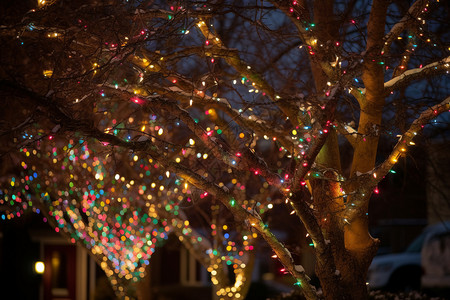 光秃秃树上外面树上的圣诞灯背景