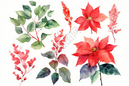 红色植物的水彩插图图片