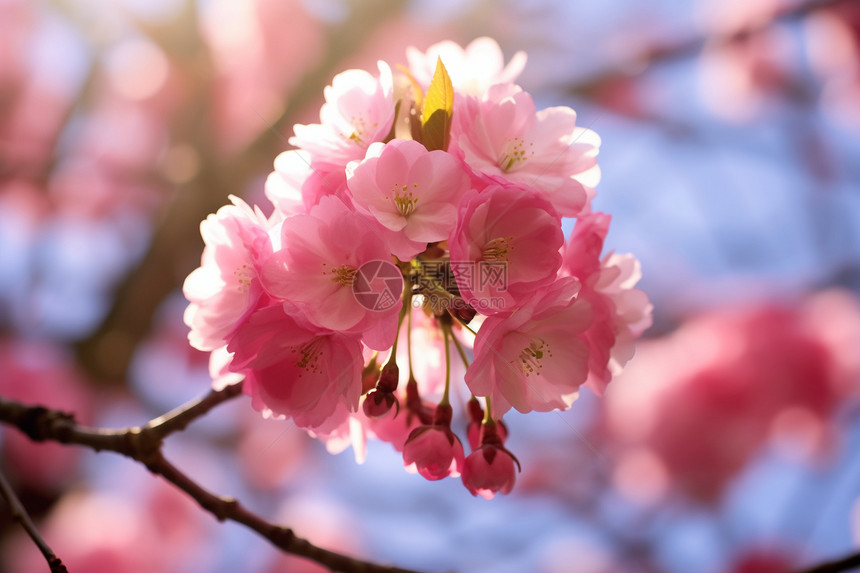 粉色的海棠花图片