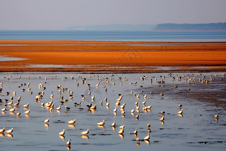 北戴河海滩上的鸽子群背景图片