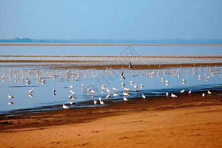 鸽的北戴河海滩的自然景观背景