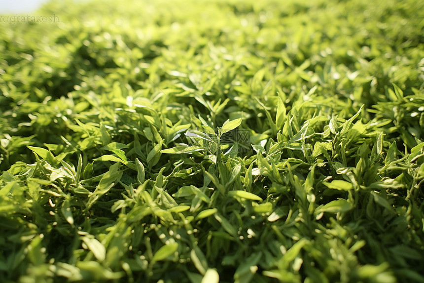 茶园种植的茶叶图片