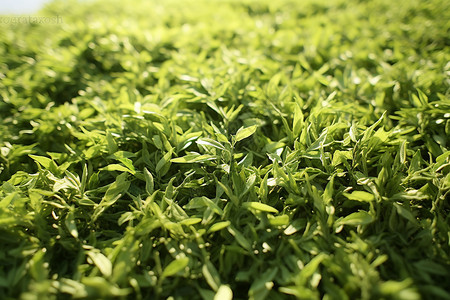 茶园种植的茶叶背景图片