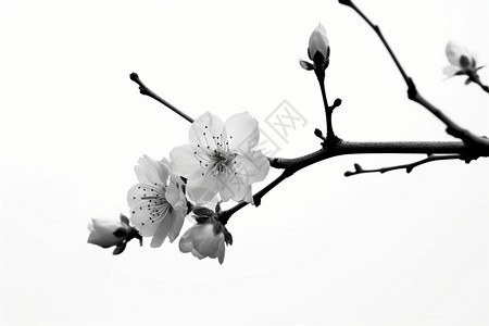 花朵素材黑白白色背景上的树枝背景