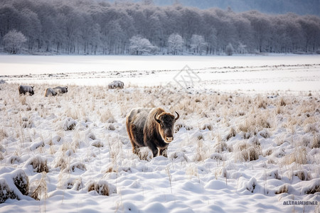 雪地上的牦牛高清图片