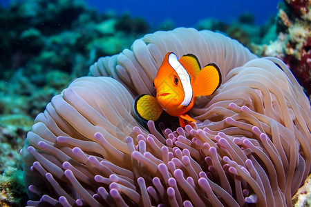 两条鱼海洋生物珊瑚高清图片