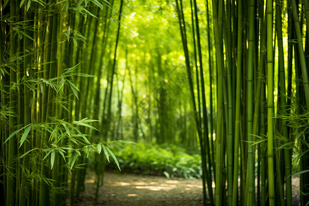 夏季的竹海背景图片