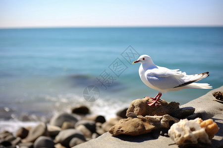 海边的鸽子海边石头景观高清图片