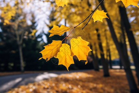 秋天的金色枫叶图片