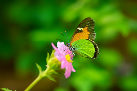 授粉的蝴蝶背景图片