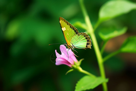 绿色蝴蝶栖息的蝴蝶高清图片