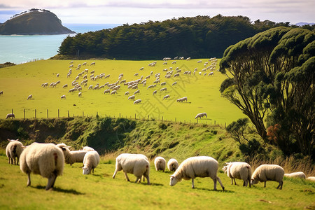 新西兰户外草地图片