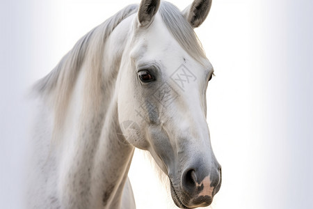 家养的白色马匹背景图片