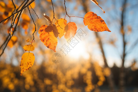 户外秋天的叶子背景图片