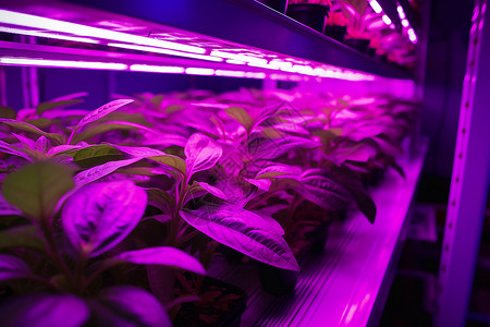 LED室内照明室内植物苗圃背景