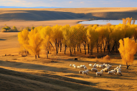 阳光下照射的羊群背景图片