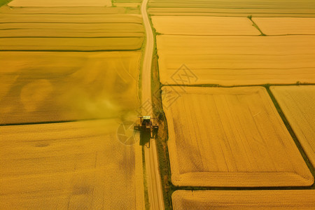 金色火车金色的稻田背景