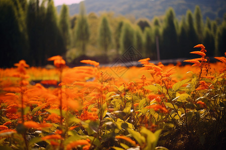 户外橙色植物自然景观背景图片
