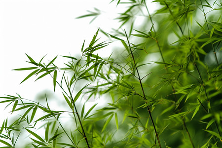 竹丛中的竹子背景图片