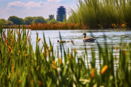 湿地公园的特写镜头背景图片