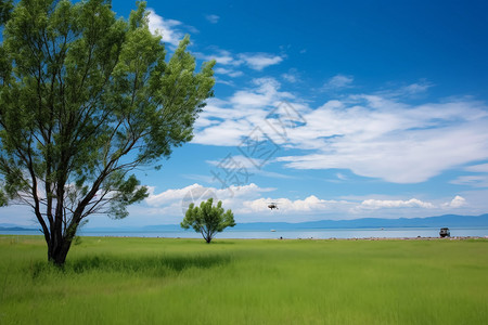 青海湖草原的自然景观图片