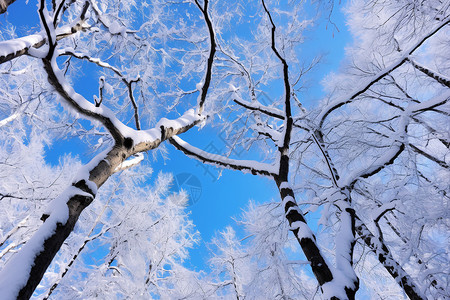 冬季白茫茫的树枝背景图片