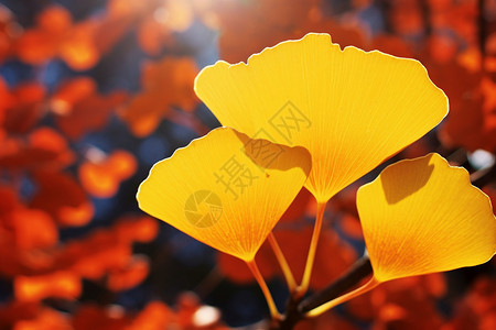阳光下的银杏叶秋季银杏叶子特写设计图片