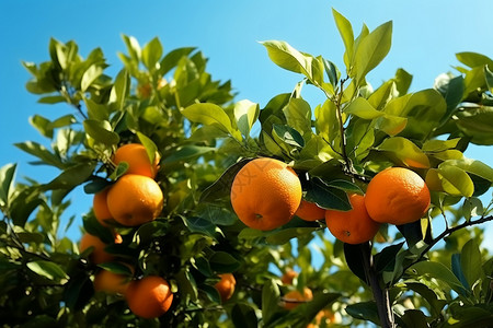 柑橘属新鲜的柑橘果树设计图片