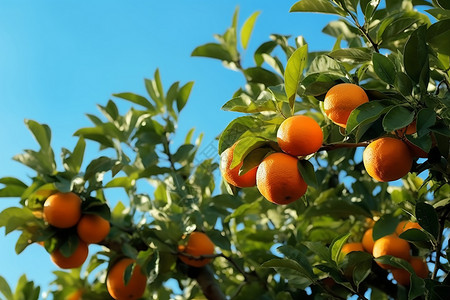 海南果园成熟的新鲜柑橘设计图片