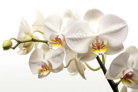 白蝴蝶兰白色兰花花蕊设计图片