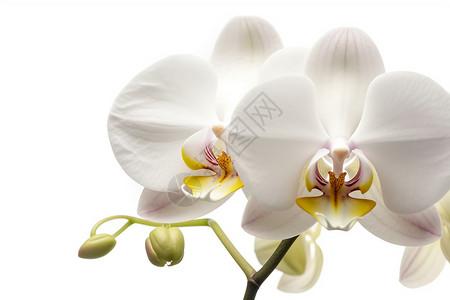 盛开的蝴蝶兰白色的蝴蝶兰设计图片