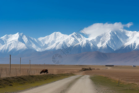 草原牛山脉下的美景设计图片