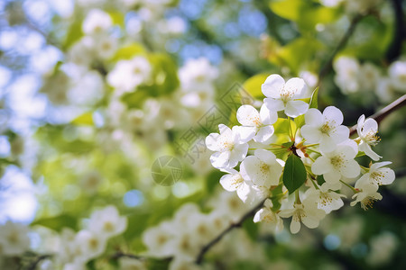 鲜艳的白色花朵公园里正在盛开的花树背景