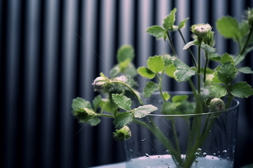 杯子里的植物图片