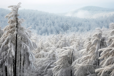 树林被冰雪覆盖图片