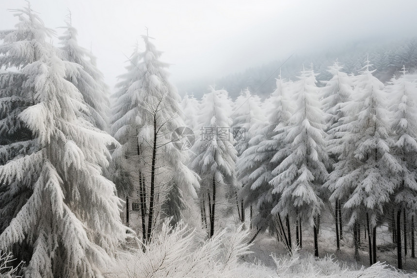 白雪皑皑的松林图片