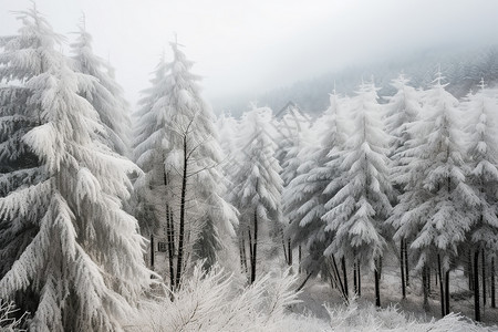 白雪皑皑的松林图片