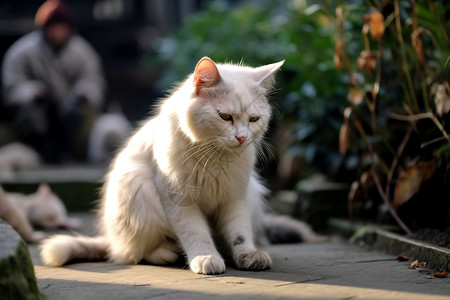 阳光下的白猫阳光下的宠物猫背景