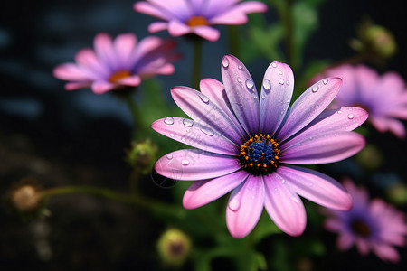 绿植小花紫色盛开的小花背景