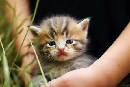 半睡半醒的宠物猫高清图片