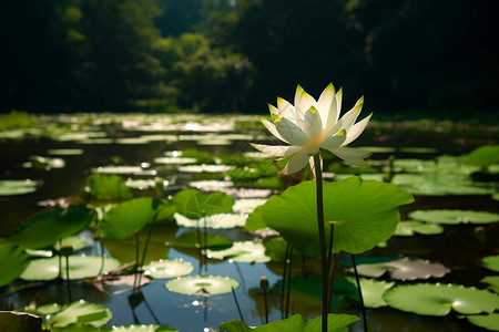 池塘里的莲花背景图片